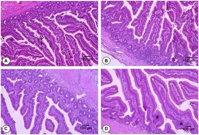 Effect of fenugreek seeds and Bacillus-based direct-fed microbials on the growth performance, blood biochemicals, and intestinal histomorphology of broiler chickens